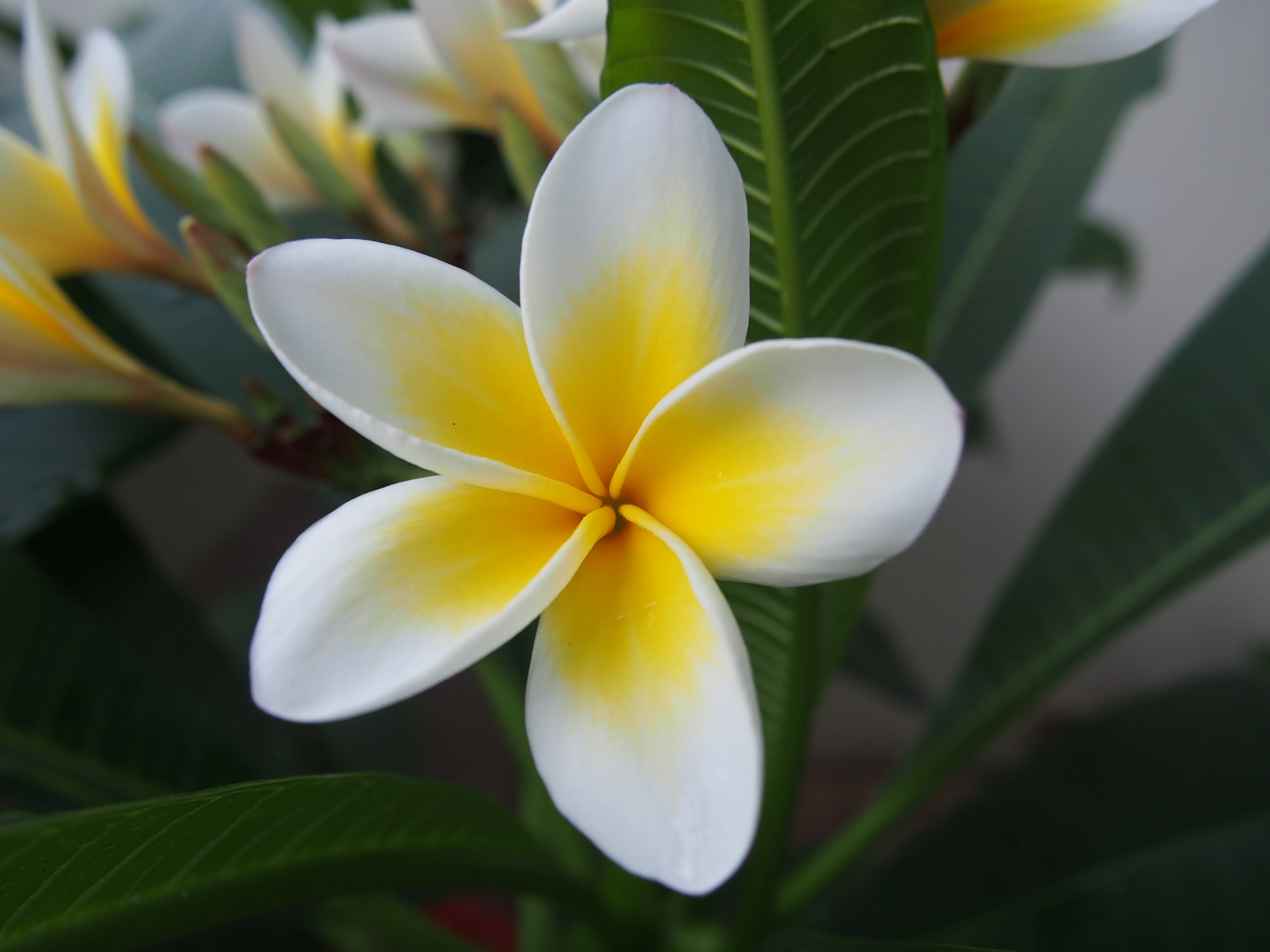 鸡蛋花