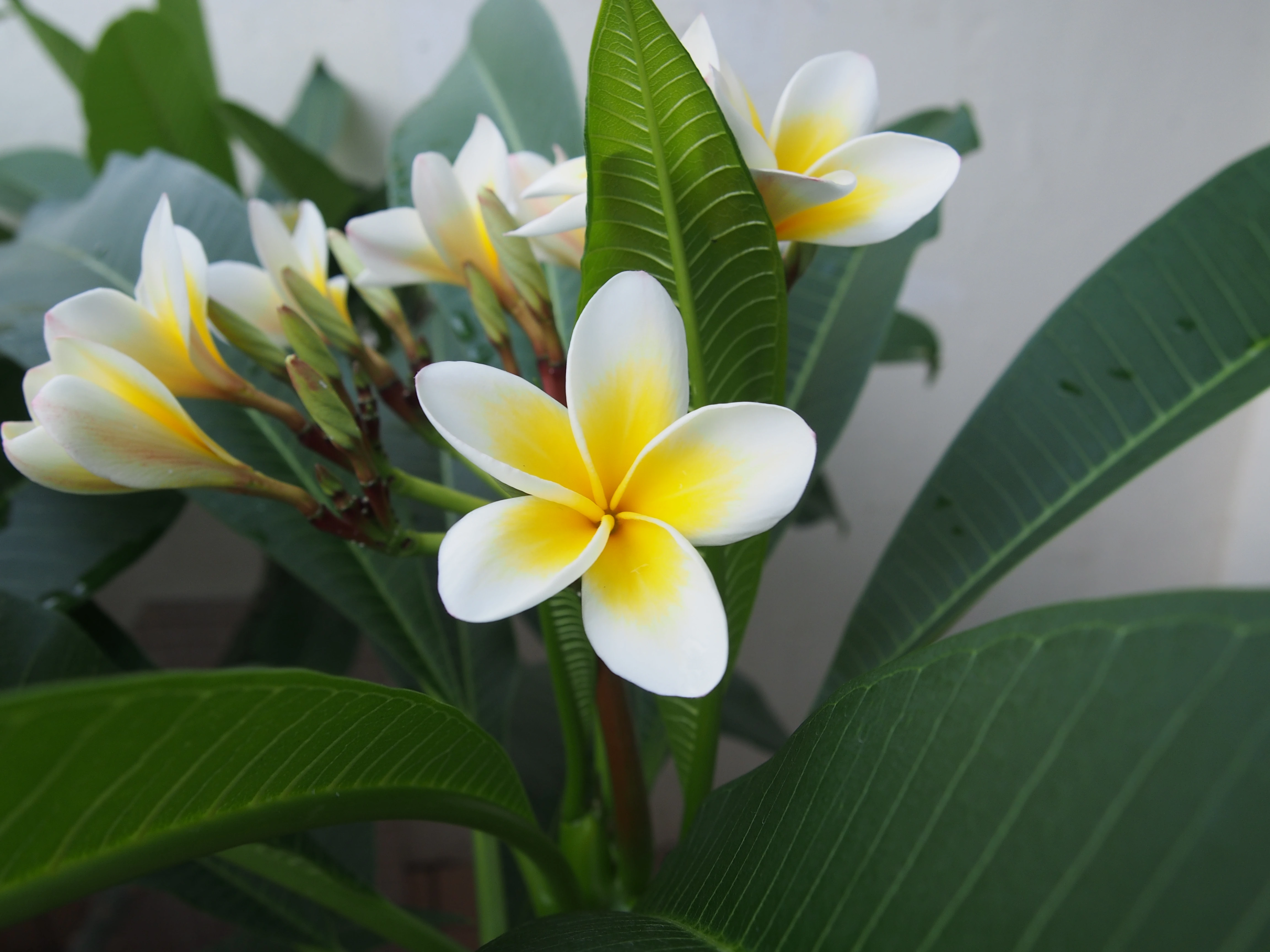 鸡蛋花