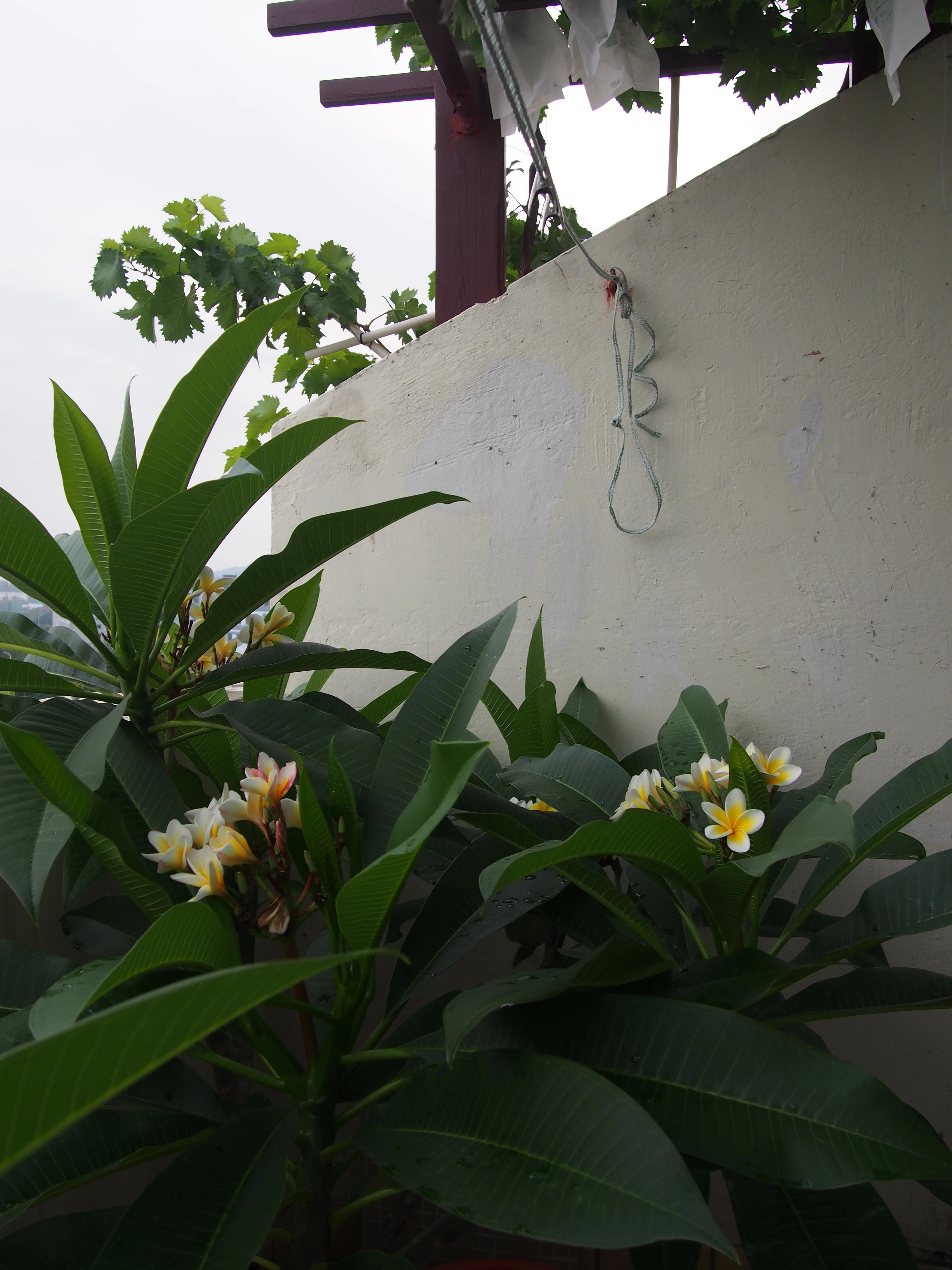 阳台上鸡蛋花