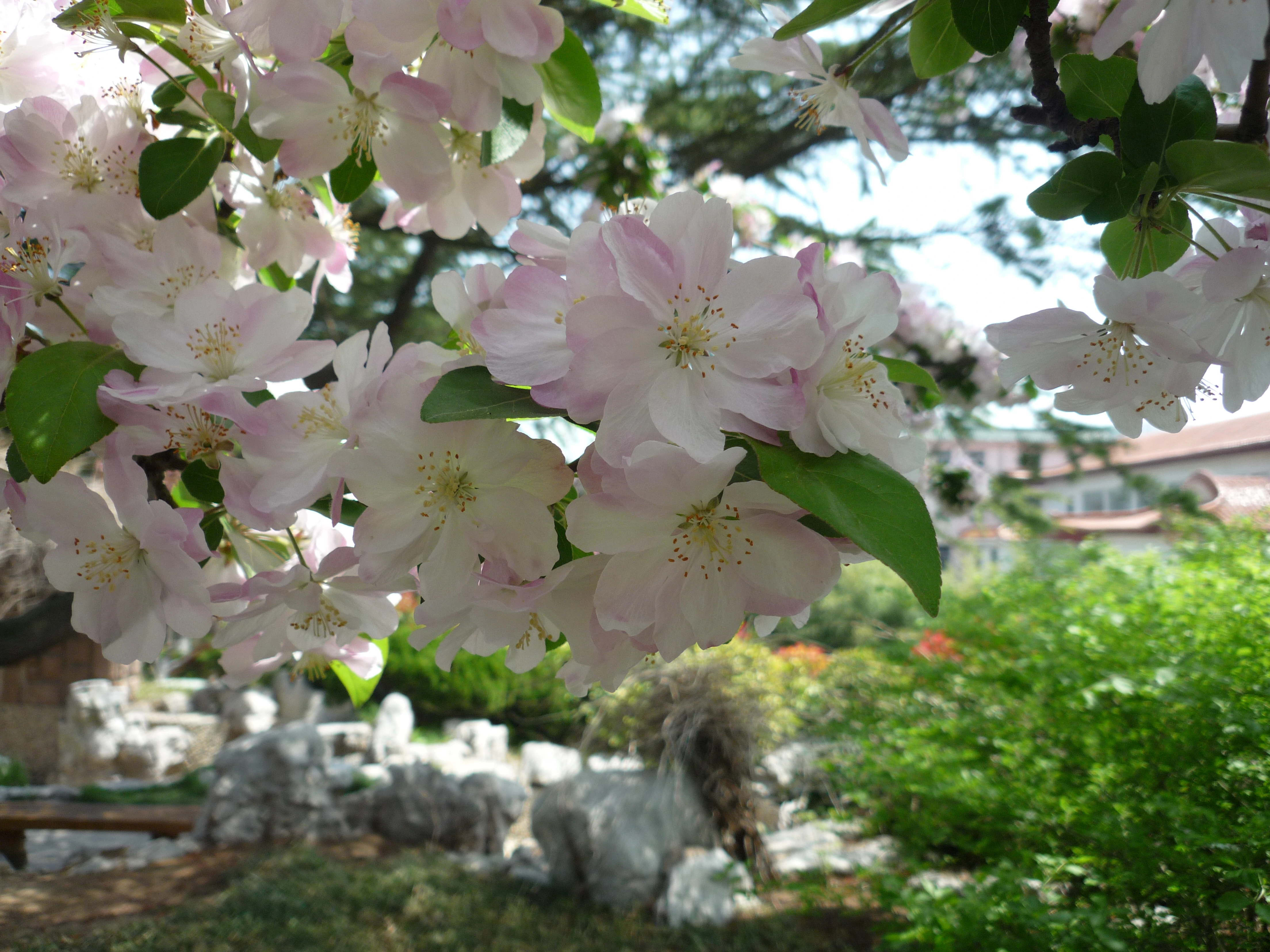 威海樱花