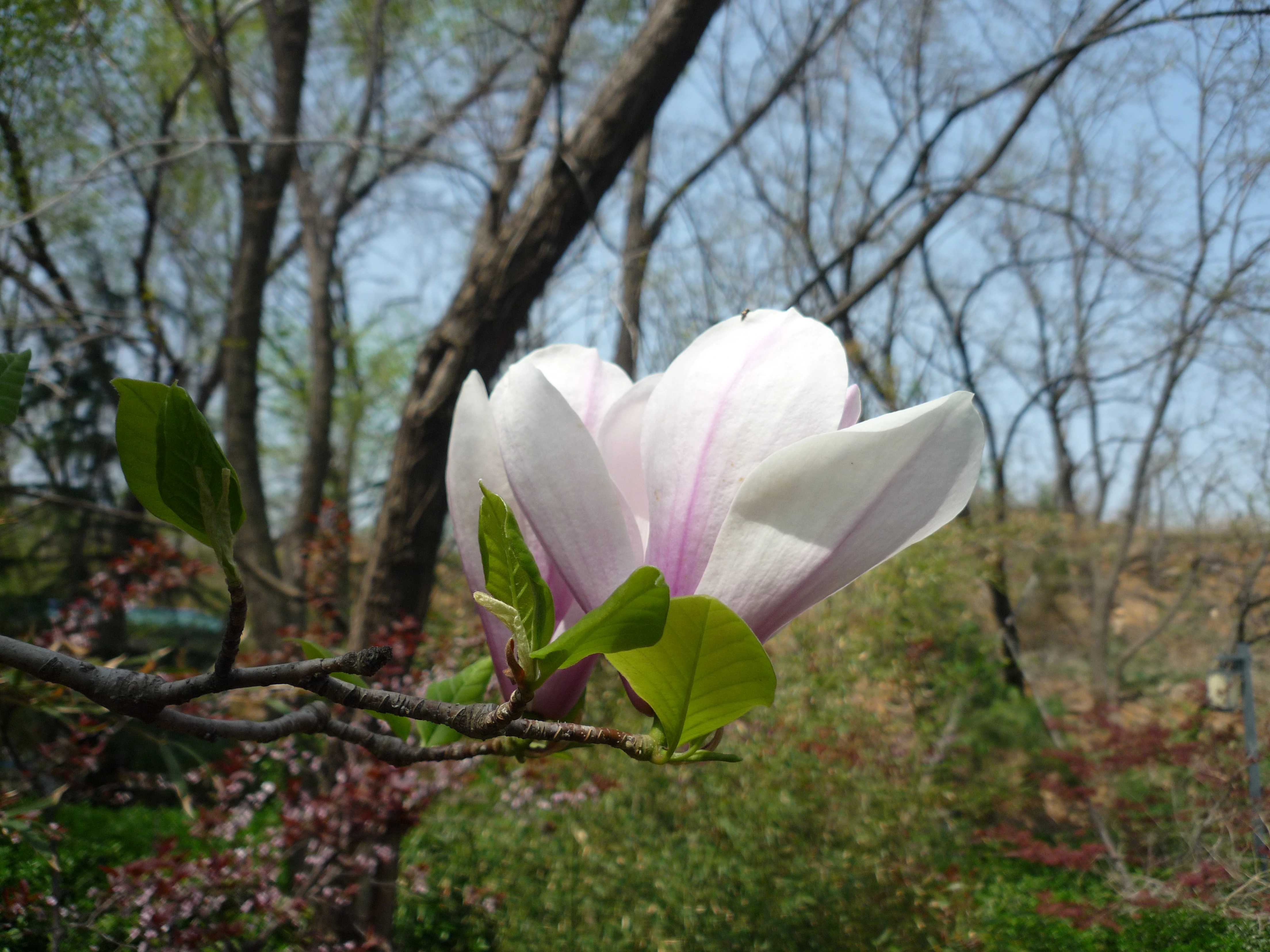 玉兰花