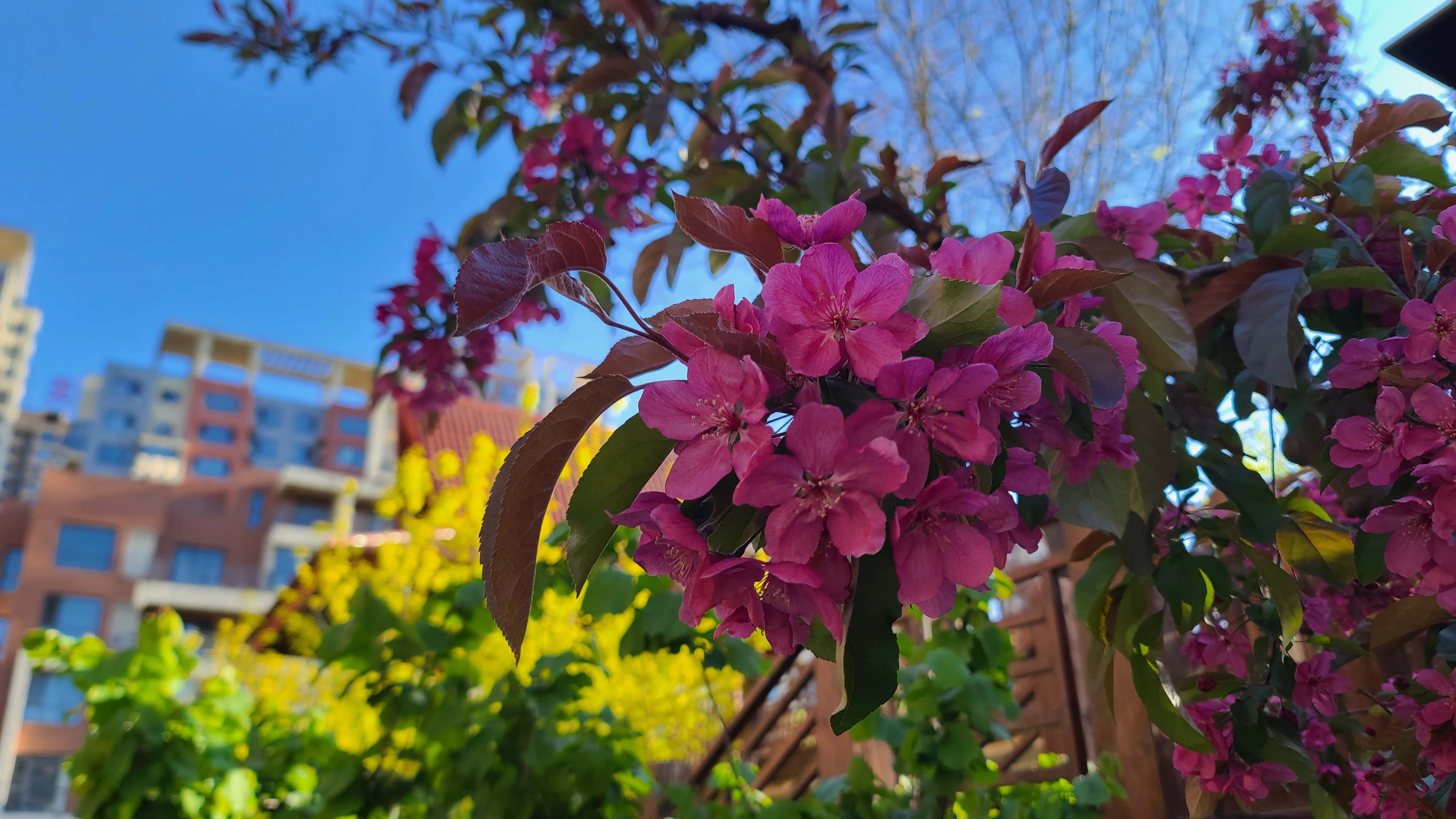 海棠花期正浓时